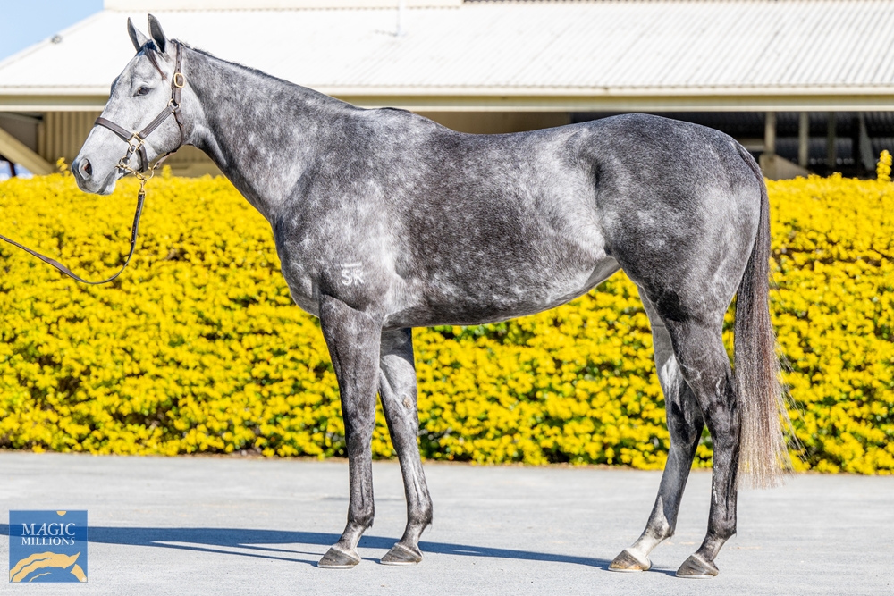 2024 Gold Coast National Broodmare Sale Lot 430 Fighting Sun (AUS